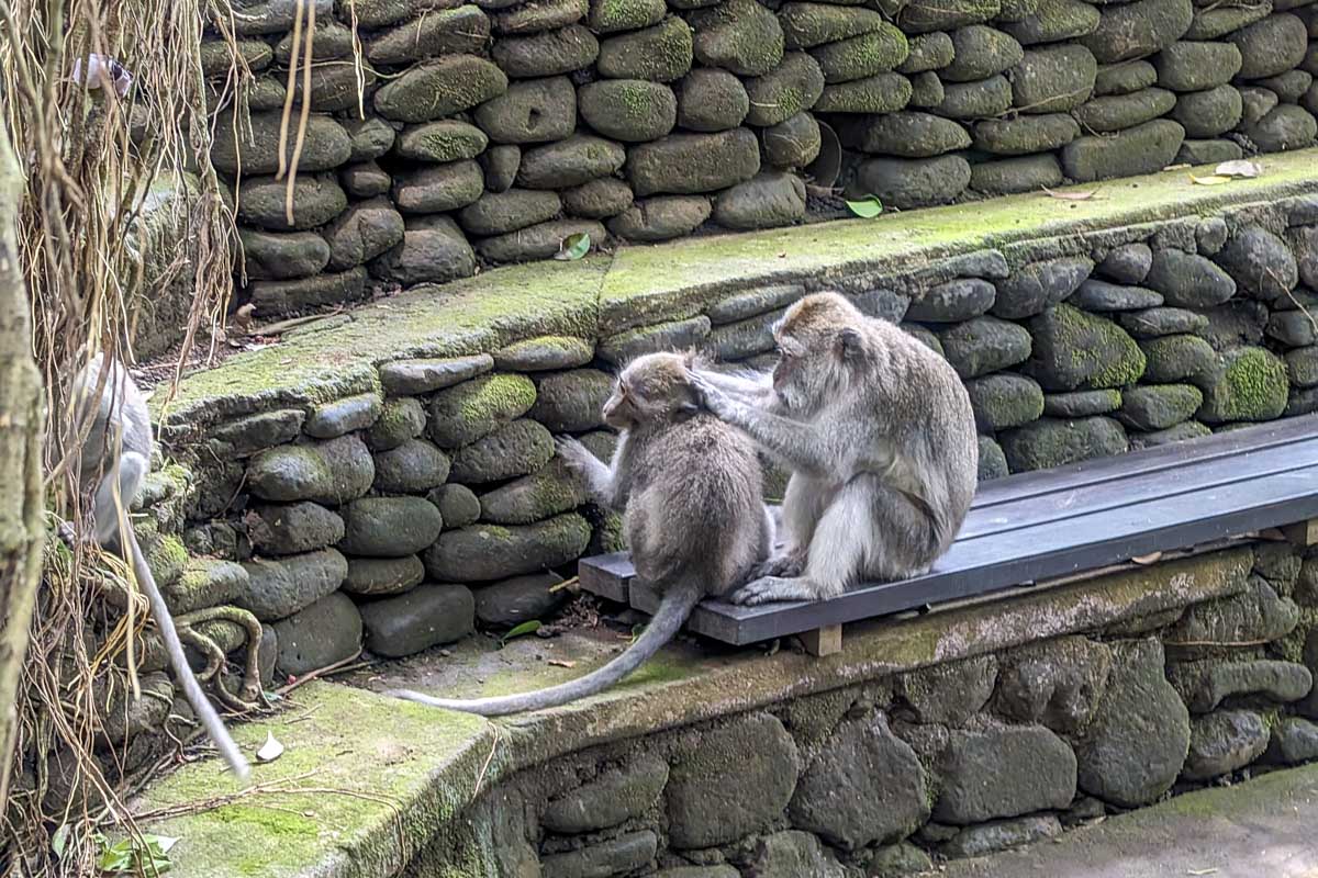 Two monkeys groom each other at Ubud Monkey Forest Bali