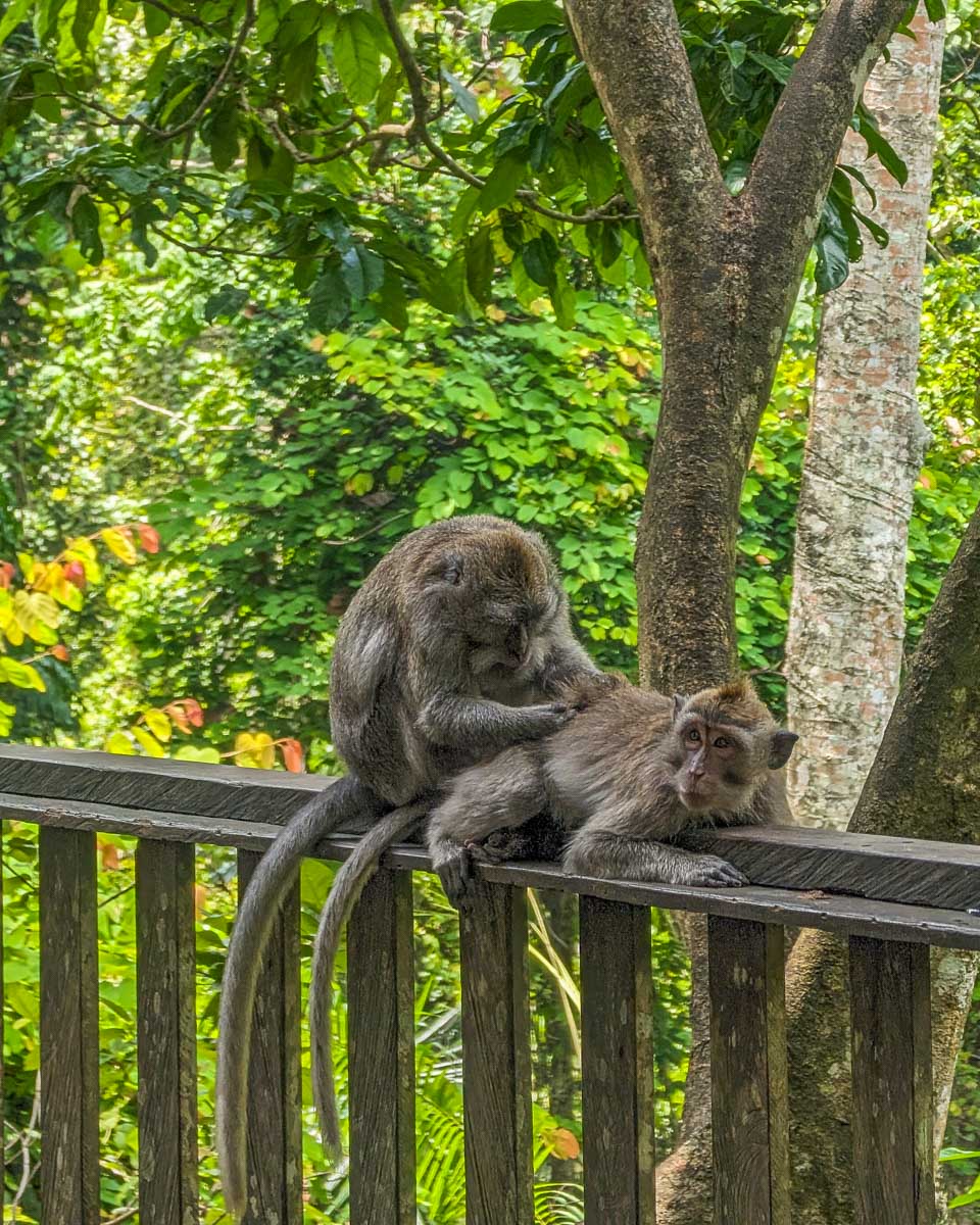 Two monkeys groom each other at the Ubud Monkey Forest