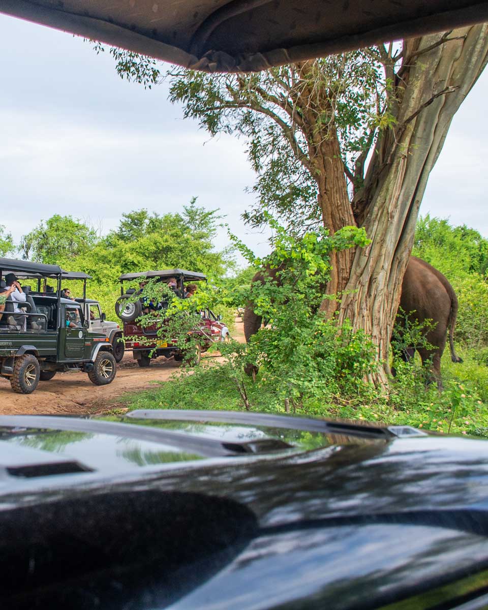 Watching an elephant in Kaudulla National Park