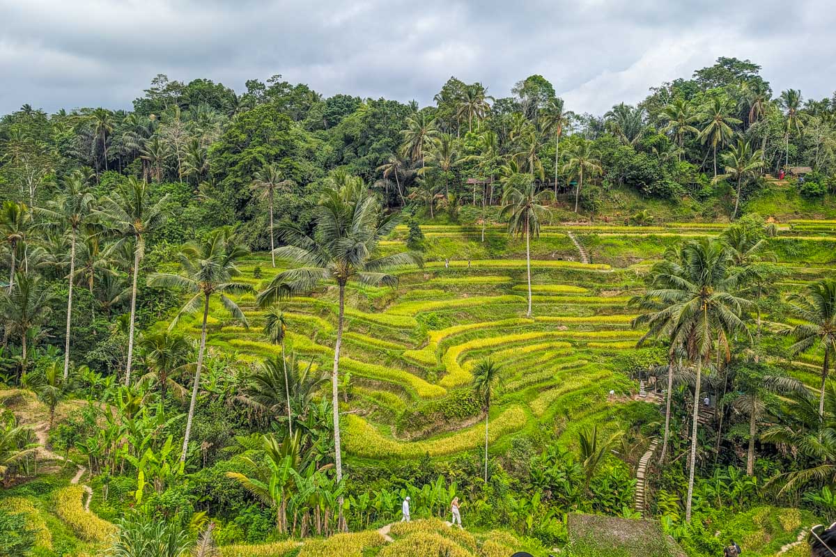 Wide angle shot of the Ceking Rice Terrace in Bali