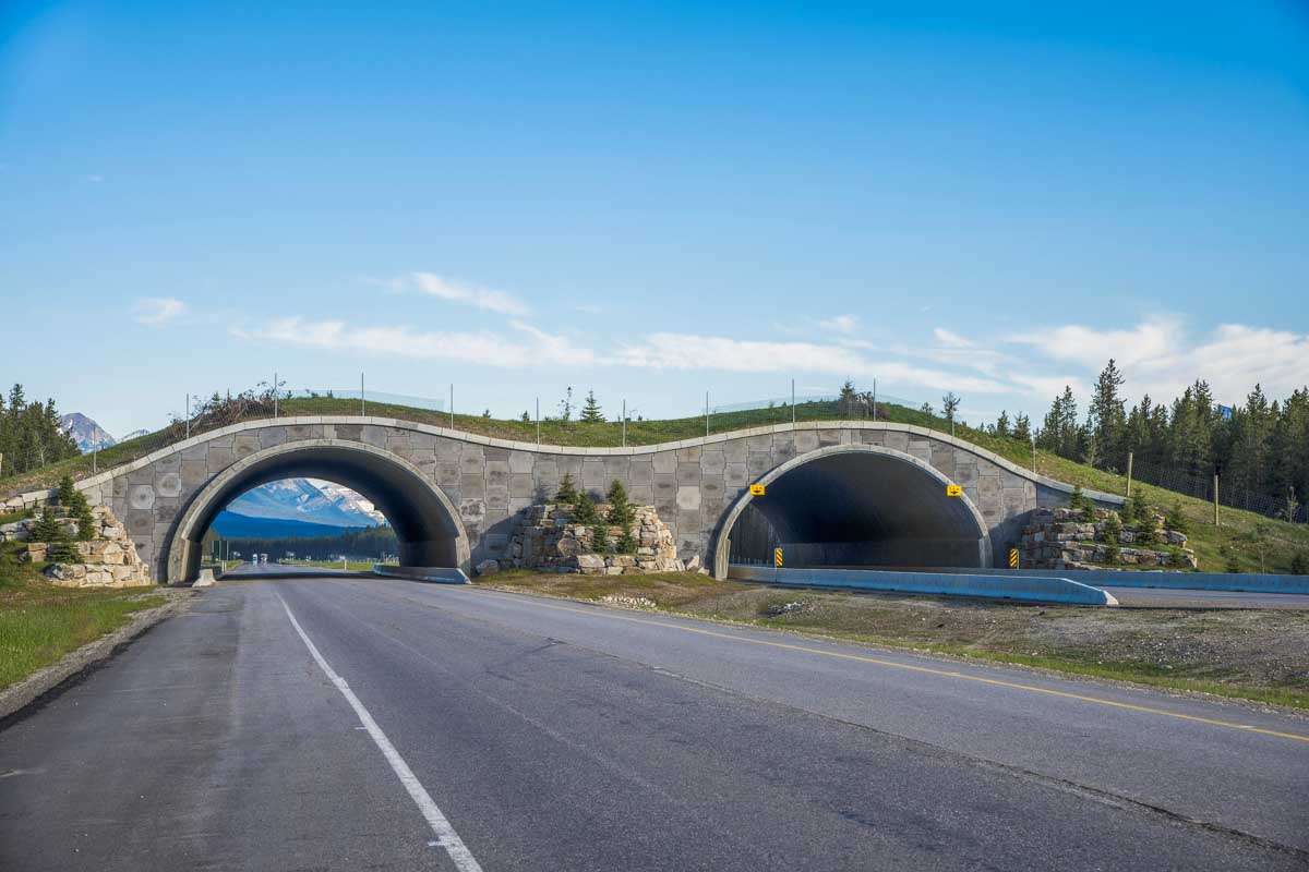 Wildlife crossing in Banff