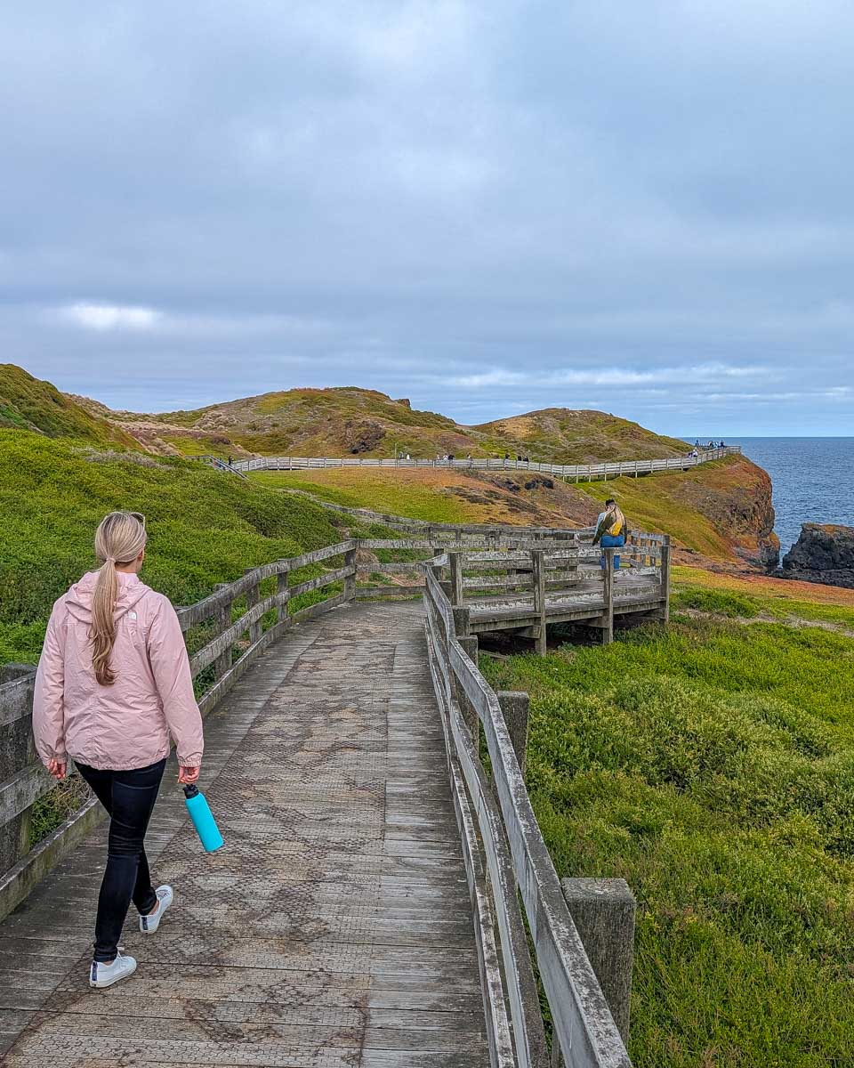 Bailey walks on the nobbies on phillip island on a go west penguin tour near melbourne australia