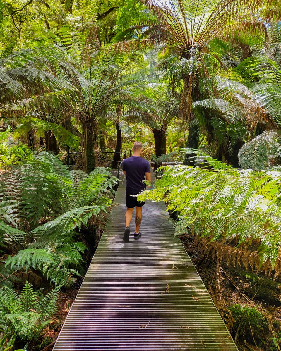 Daniel walkng through Kennett River on a great ocean road tour australia