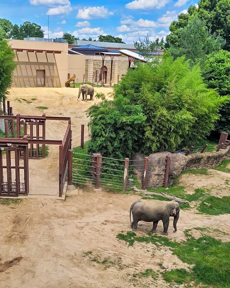 Smithsonian National Zoological Park elephants