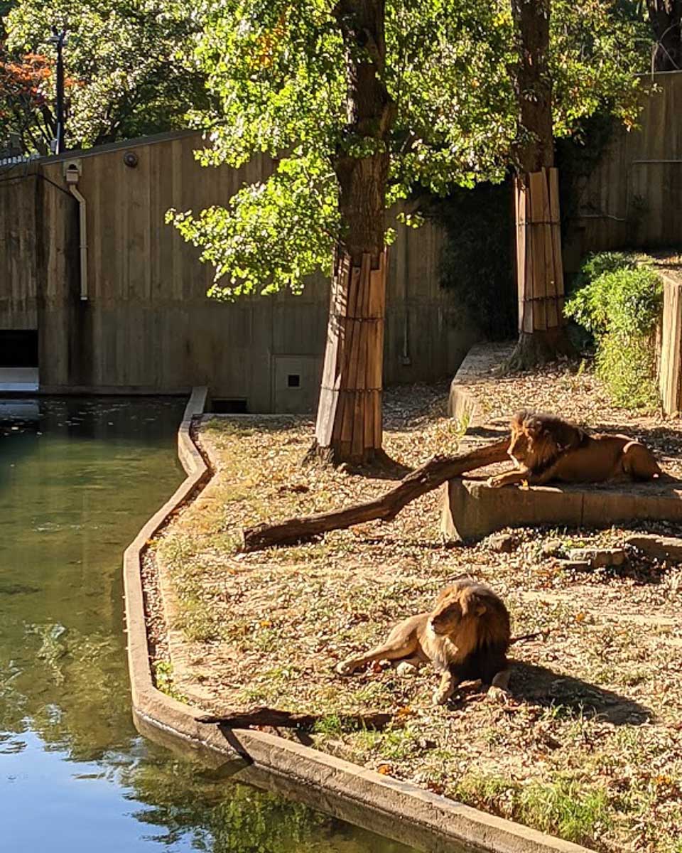 Smithsonian National Zoological Park lions