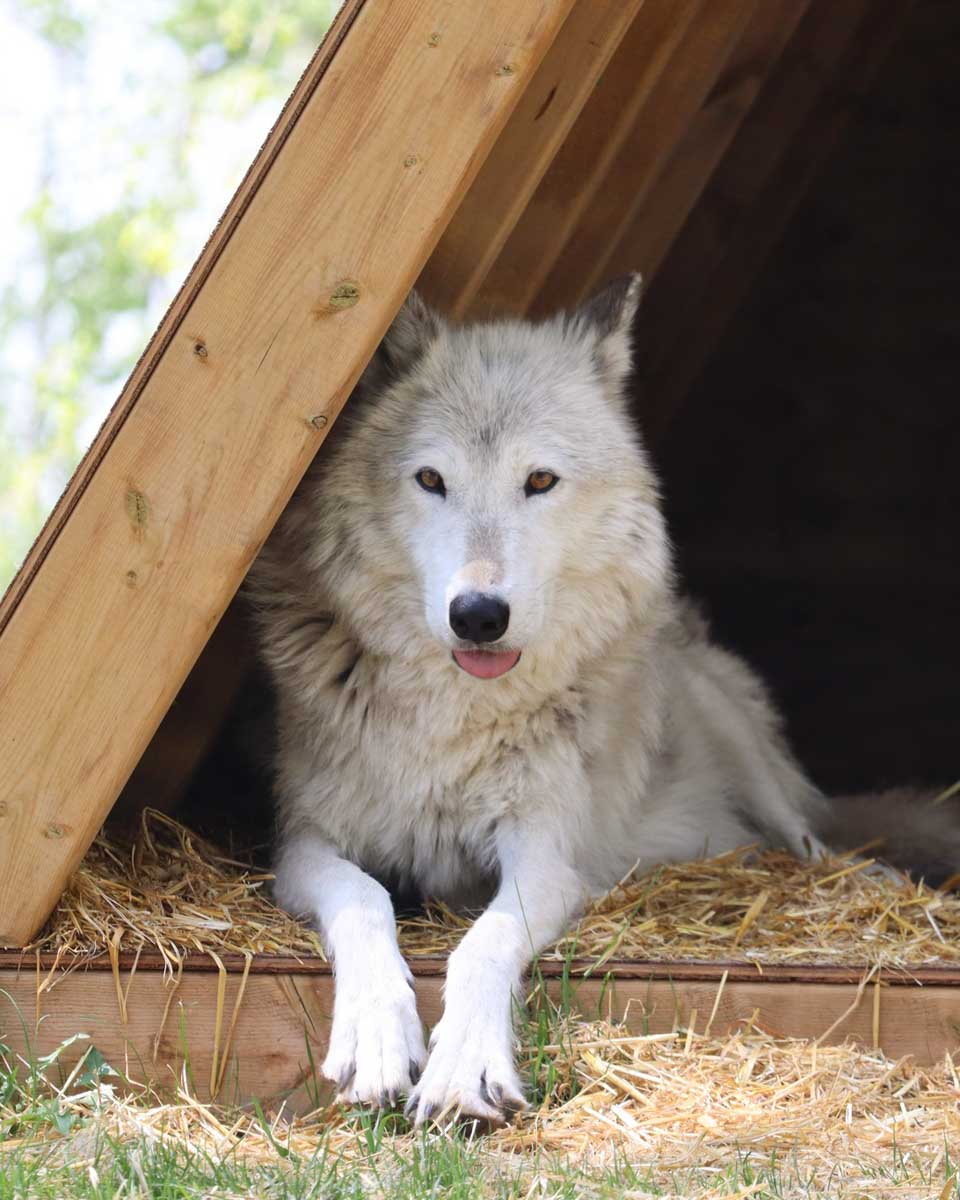 Yamnuska Wolfdog Sanctuary