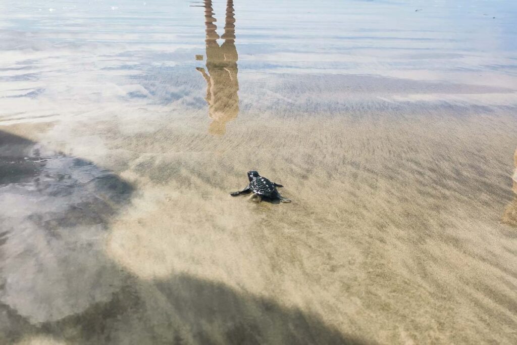 A bay turtle walks to the ocean in Tamarindo
