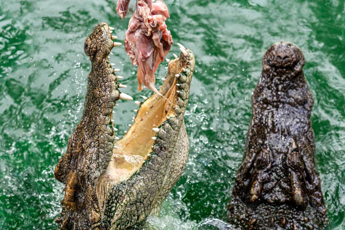 A crocodile jumping out of the water for food on a tour in Darwin Australia