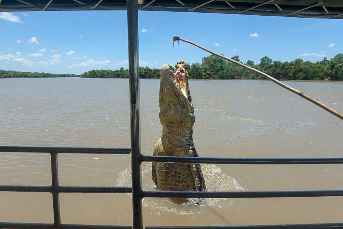 A-crocodile-jumps-out-of-the-Adelaide-River-on-a-jumping-croc-cruise