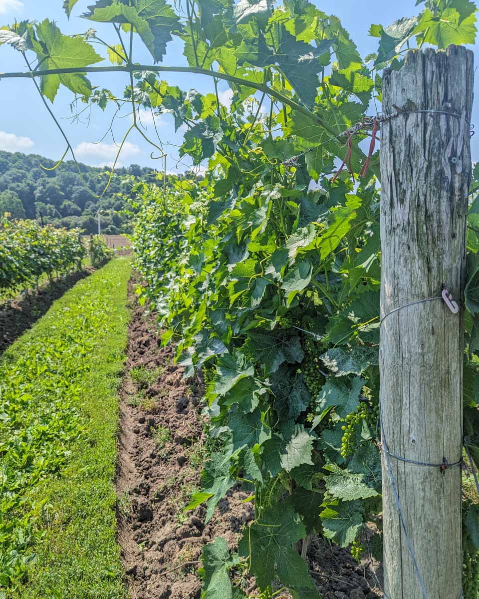 Row of vines in Niagara Wine Region, canada