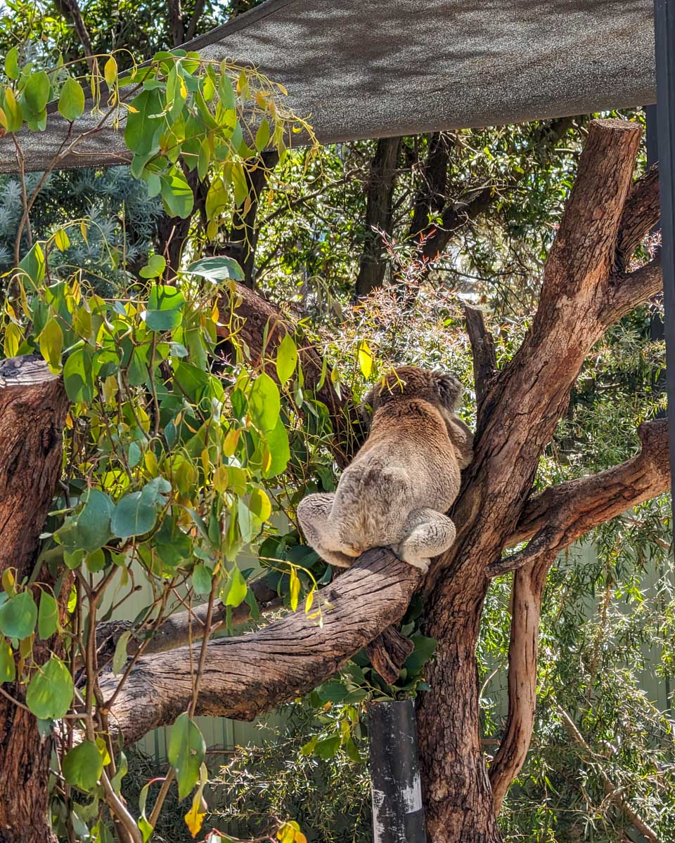 A cute koala at the melbourne Zoo