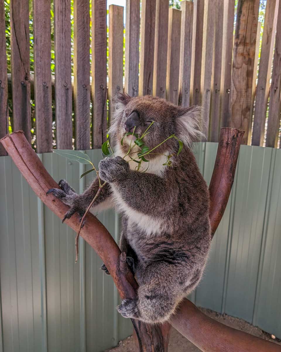 A koala at the Melbourne Zoo