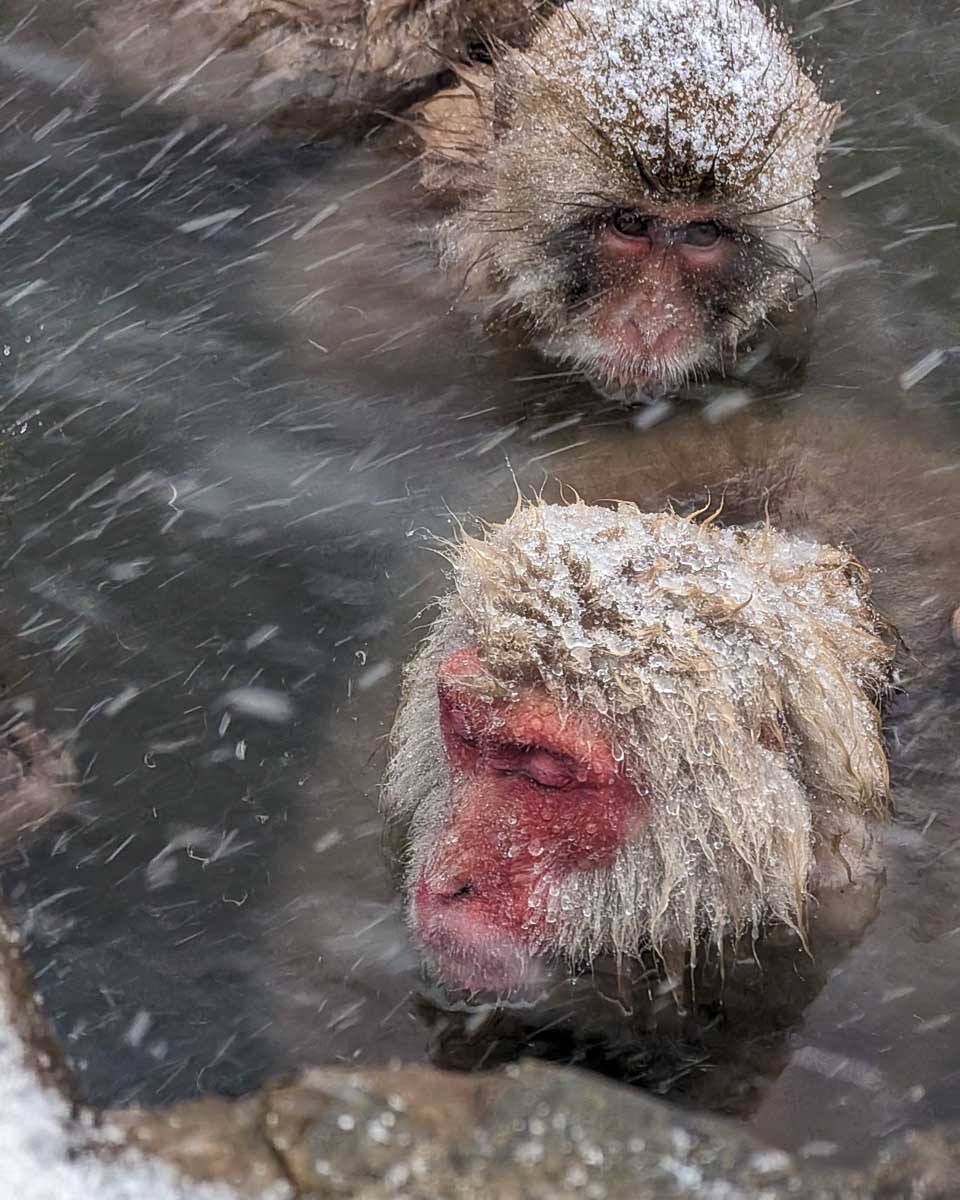 A monkey in a hotspring on a klook tour in Japan