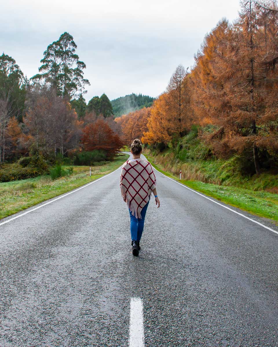 Bailey-in-the-road-near-Franz-Josef-Autumn-New-Zealand