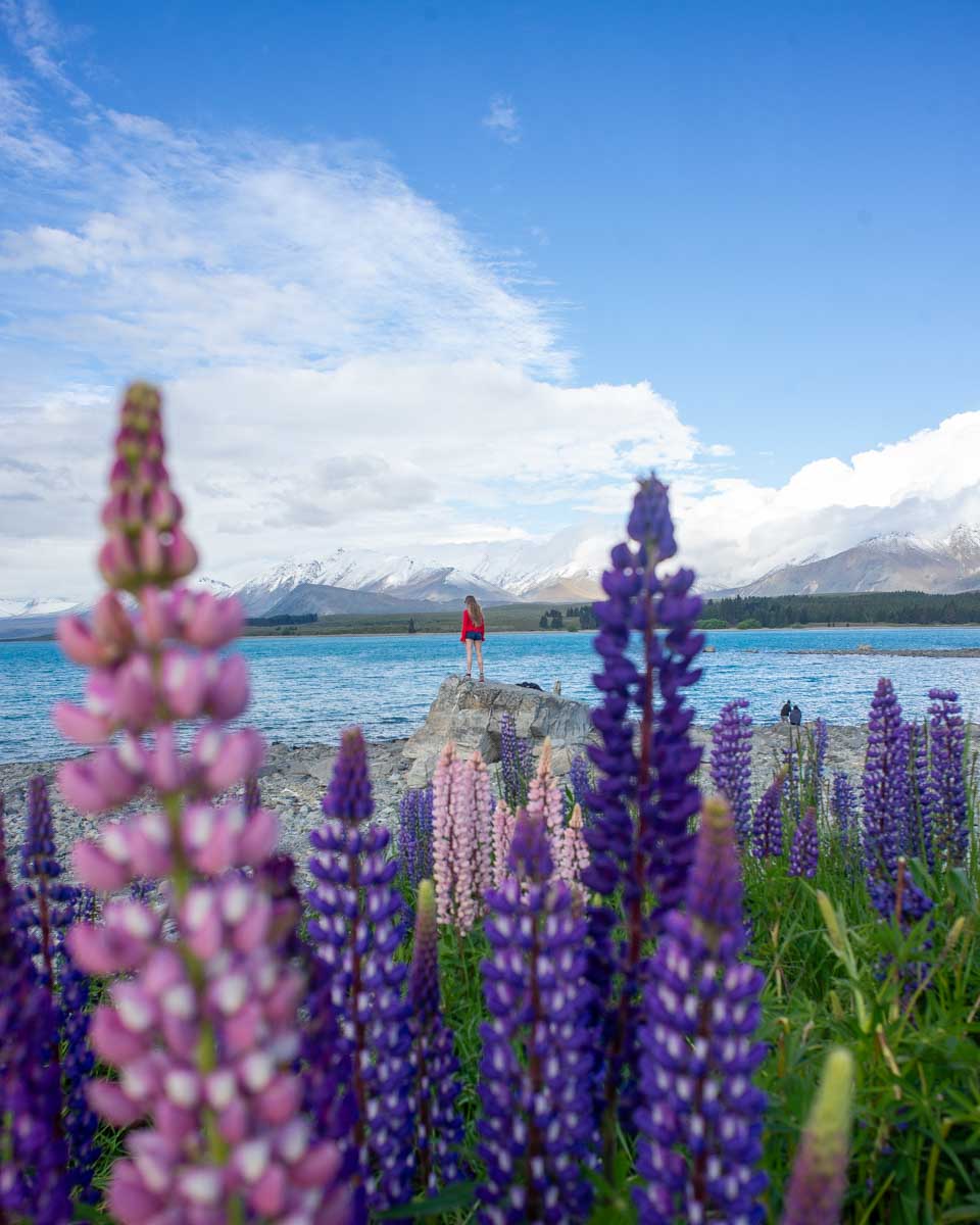 Bailey-with-lupins-at-Lake-Tekapo-New-Zealand