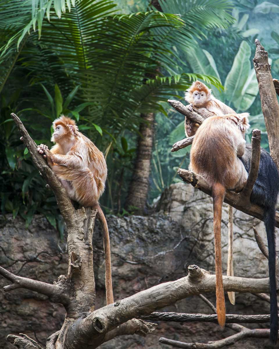 Ebony Langur monkeys at the Bronx Zoo New York