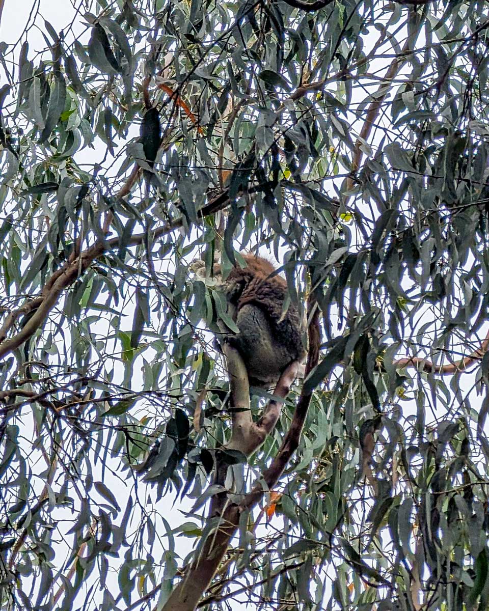 A koala in a tree at Kennett River on the Great Ocean Road