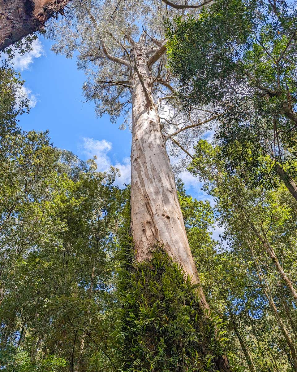 A large tree at Maits Rainforest Walk on the Great Ocean Road
