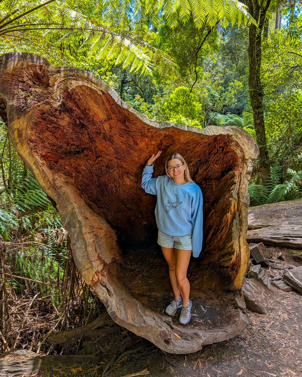 Bailey in a fallen tree at Maits Rainforest Walk on the Great Ocean Road