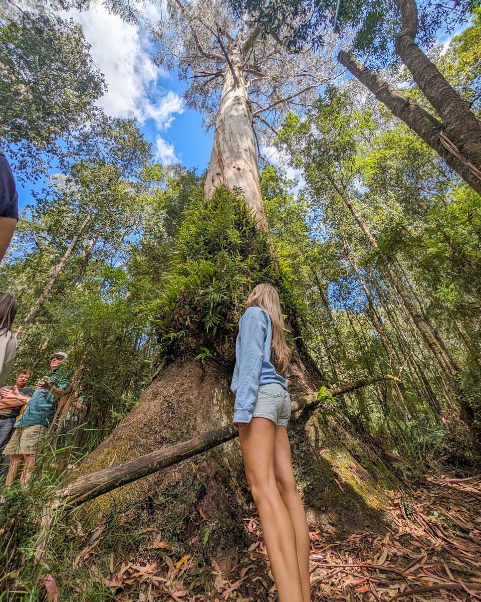 Bailey looking up at a tree at Maits Rest Rainforest Walk on the Great Ocean Road