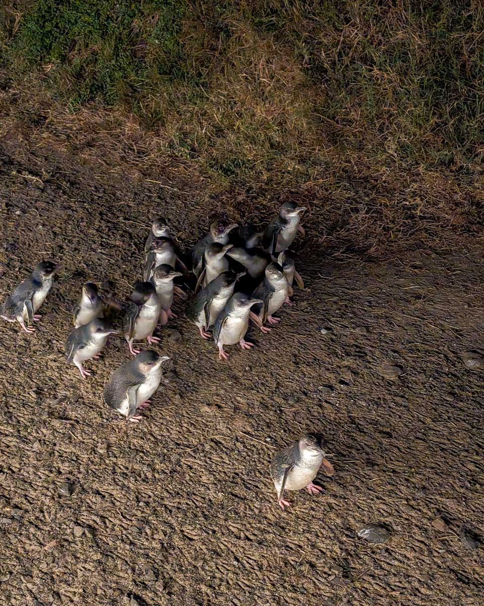 Small penguins on parade at Phillip Island Near Melbourne