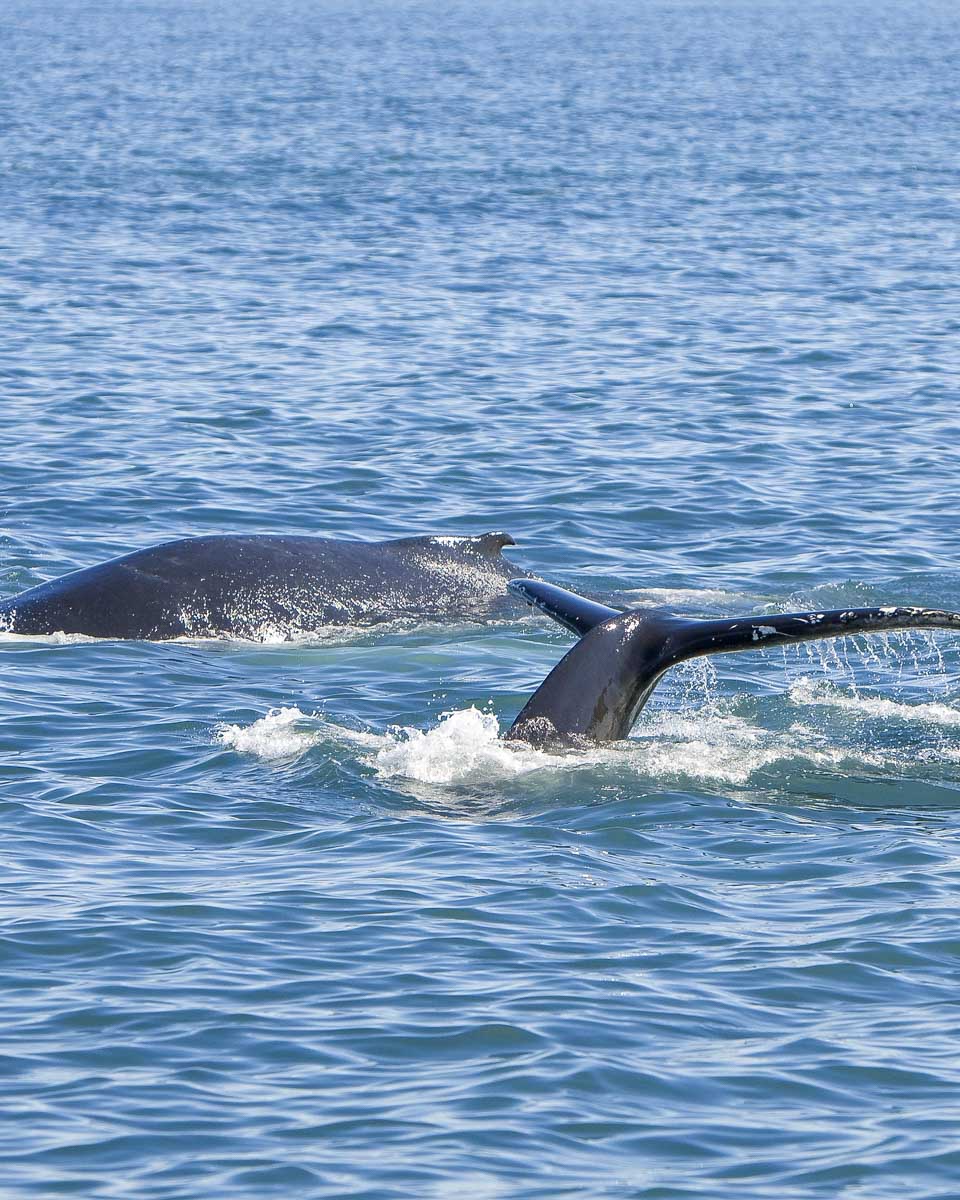 Two humpback whales as seen on a whale watching tour in Vancouver, British Columbia. 