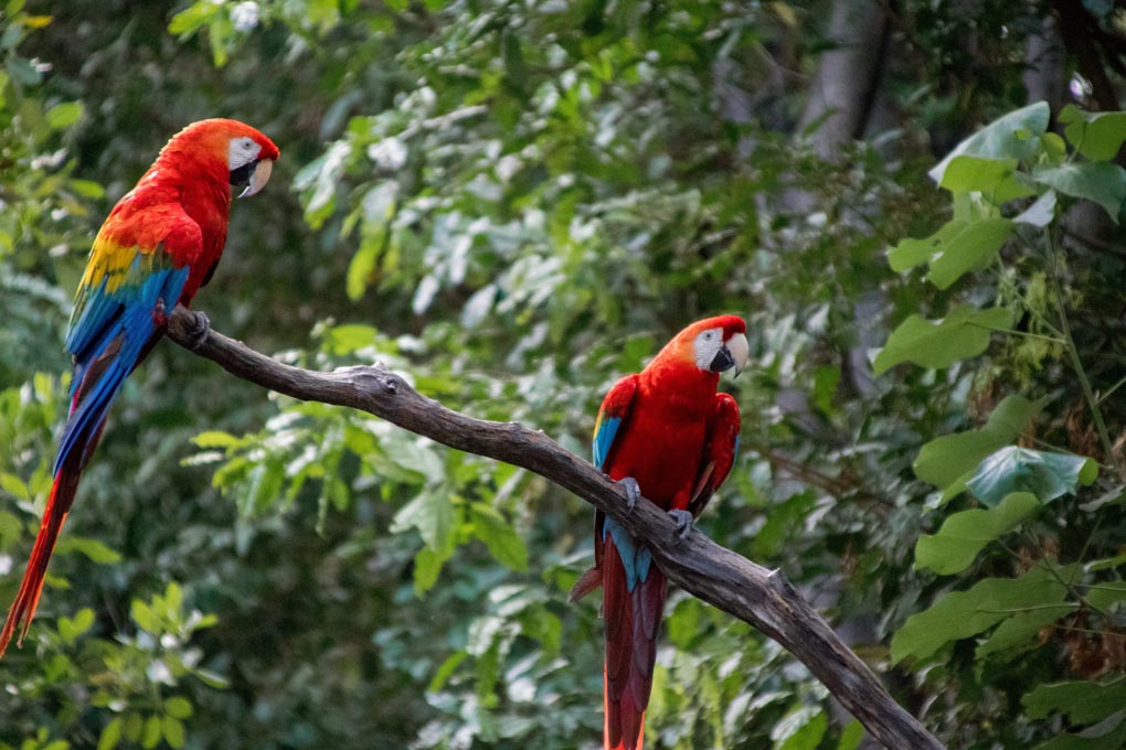 macaws-at-the-Chuncho-clay-lick-peru