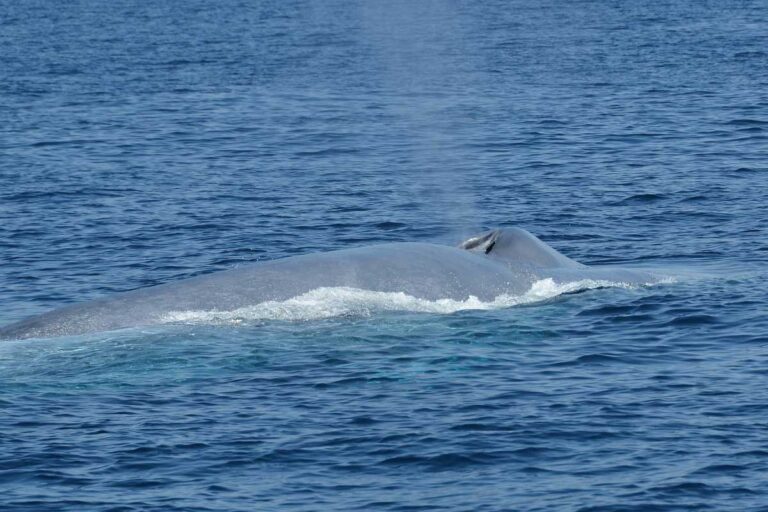 A blue whale seen on a whale watching tour in Mirrisa Sri Lanka