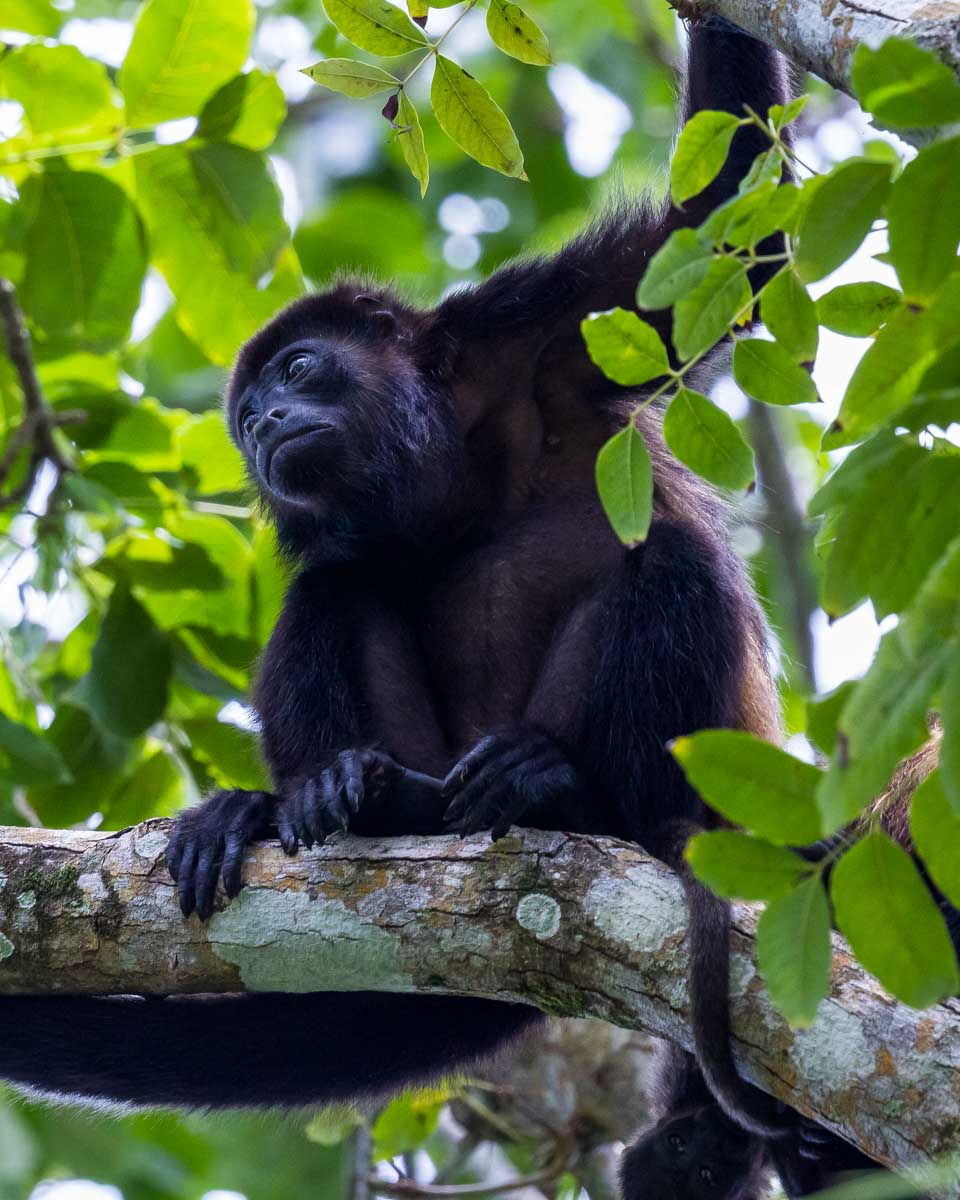 A howler monkey at Tikal Guatemala