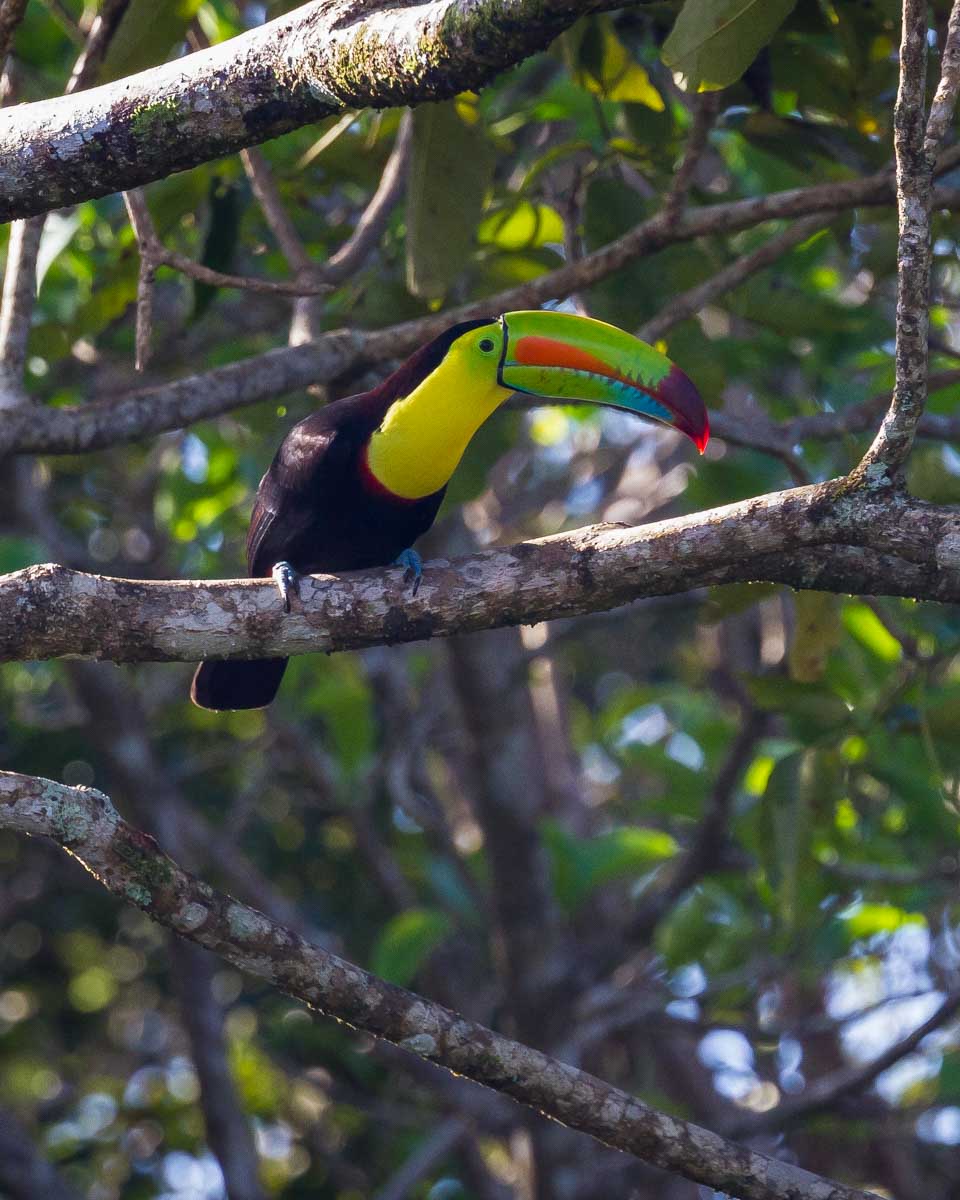 A keel billed toucan in Tikal Guatemala