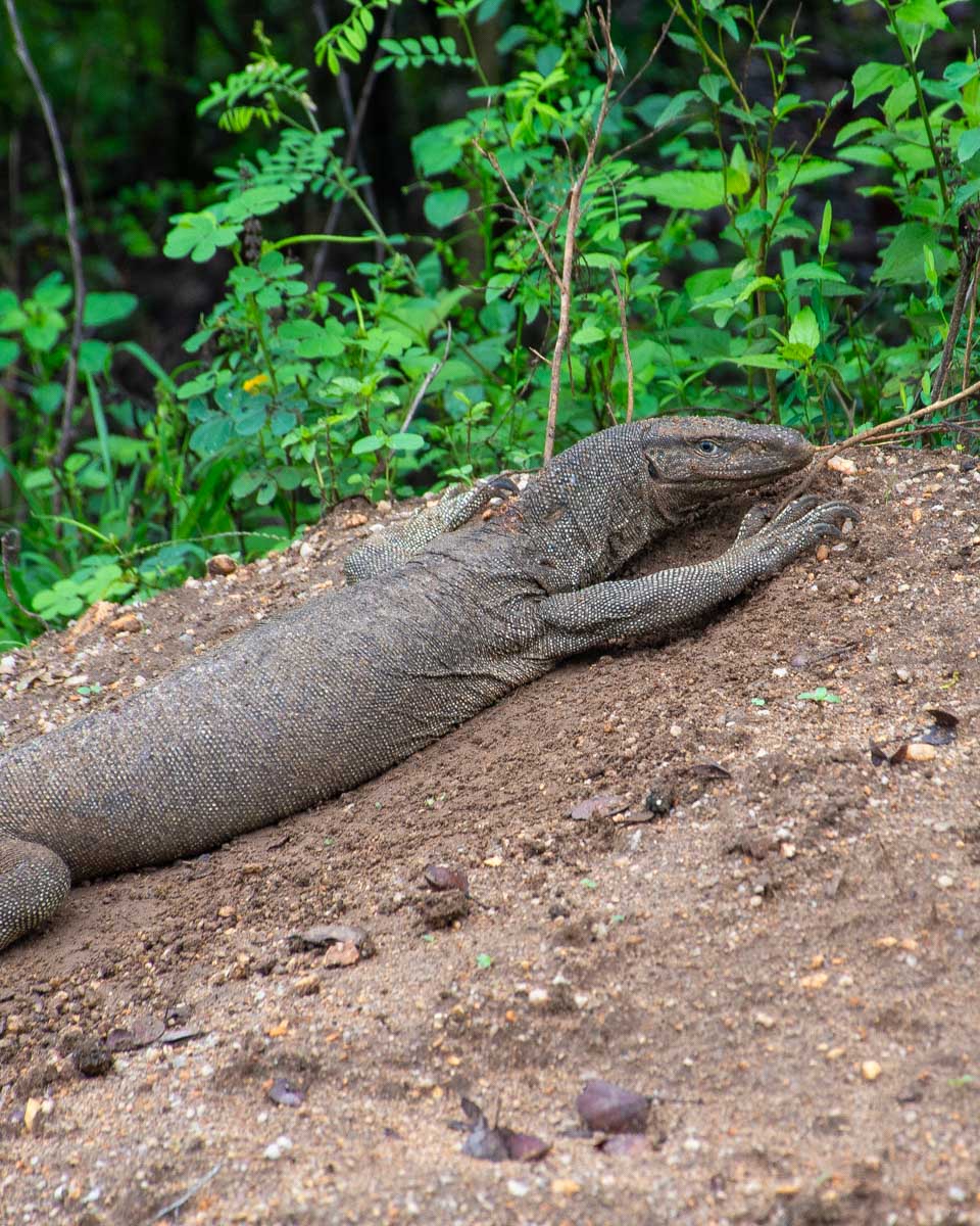 A land monitor in in Udawalawe National Park Sri Lanka
