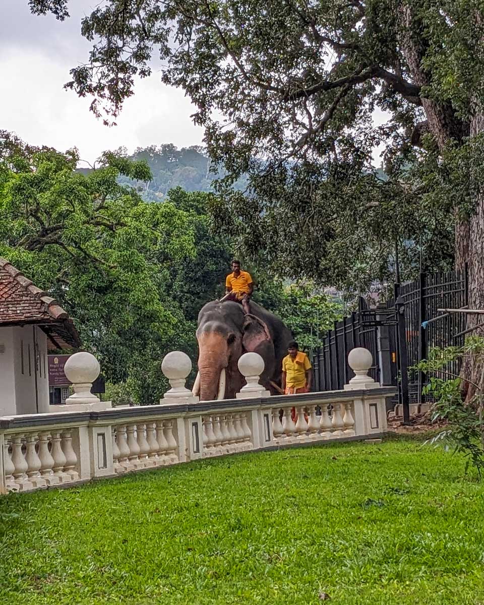 A man rides an elephant at the Sacred Tooth Temple in Kandy Sri Lanka