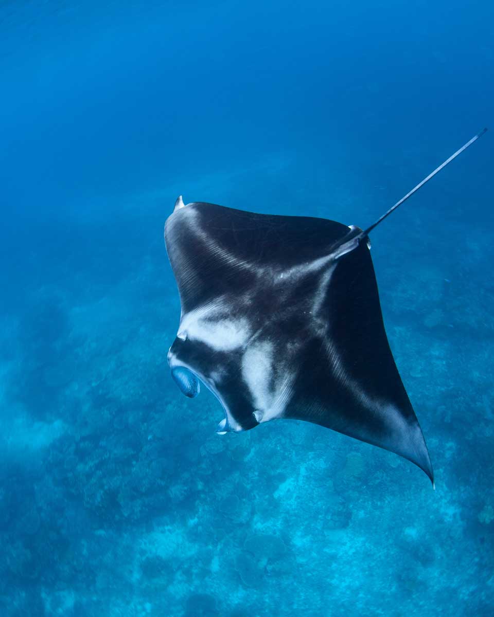 A manta ray on a tour to Nusa Penida Bali