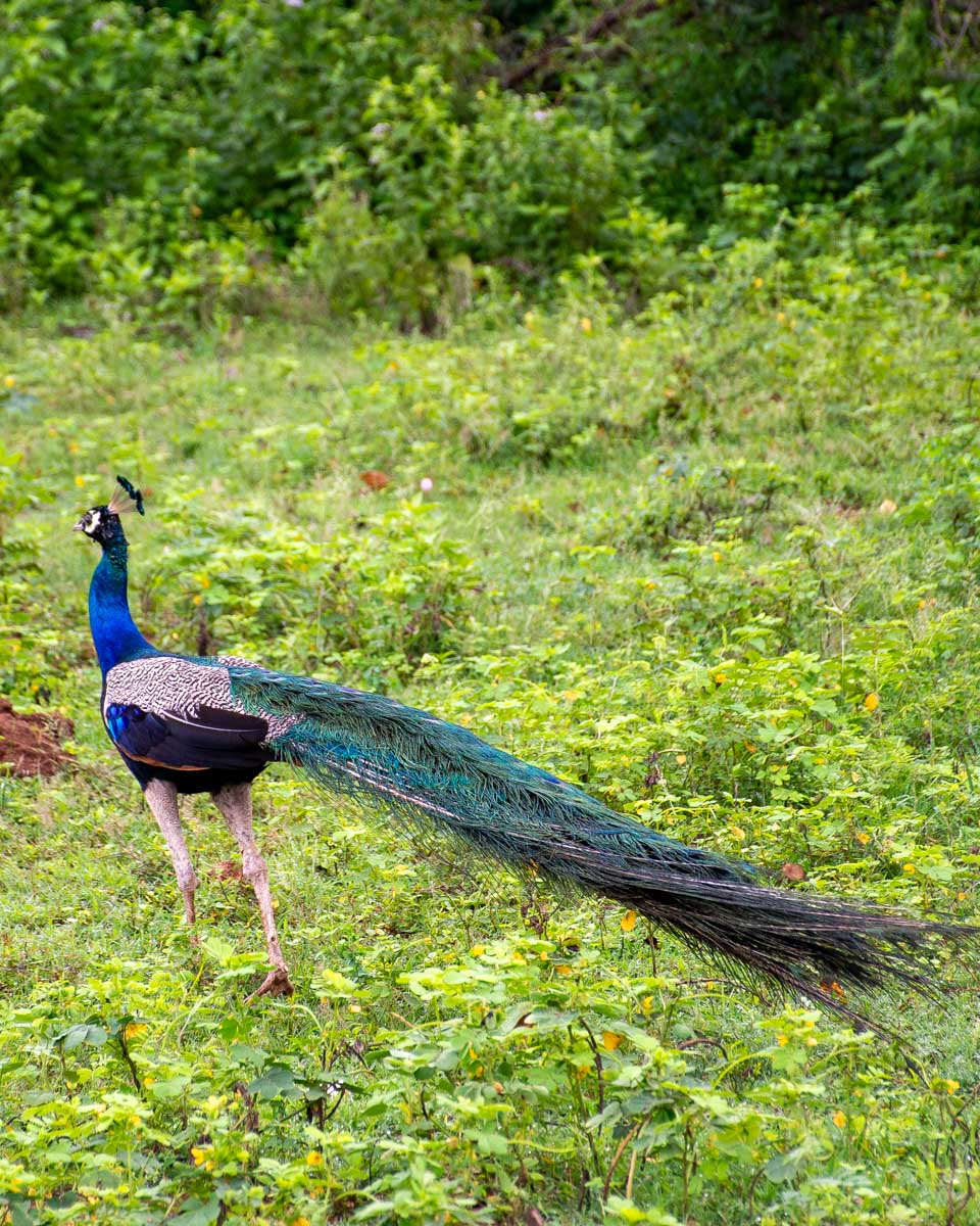 A peacocks tail in in Udawalawe National Park Sri Lanka