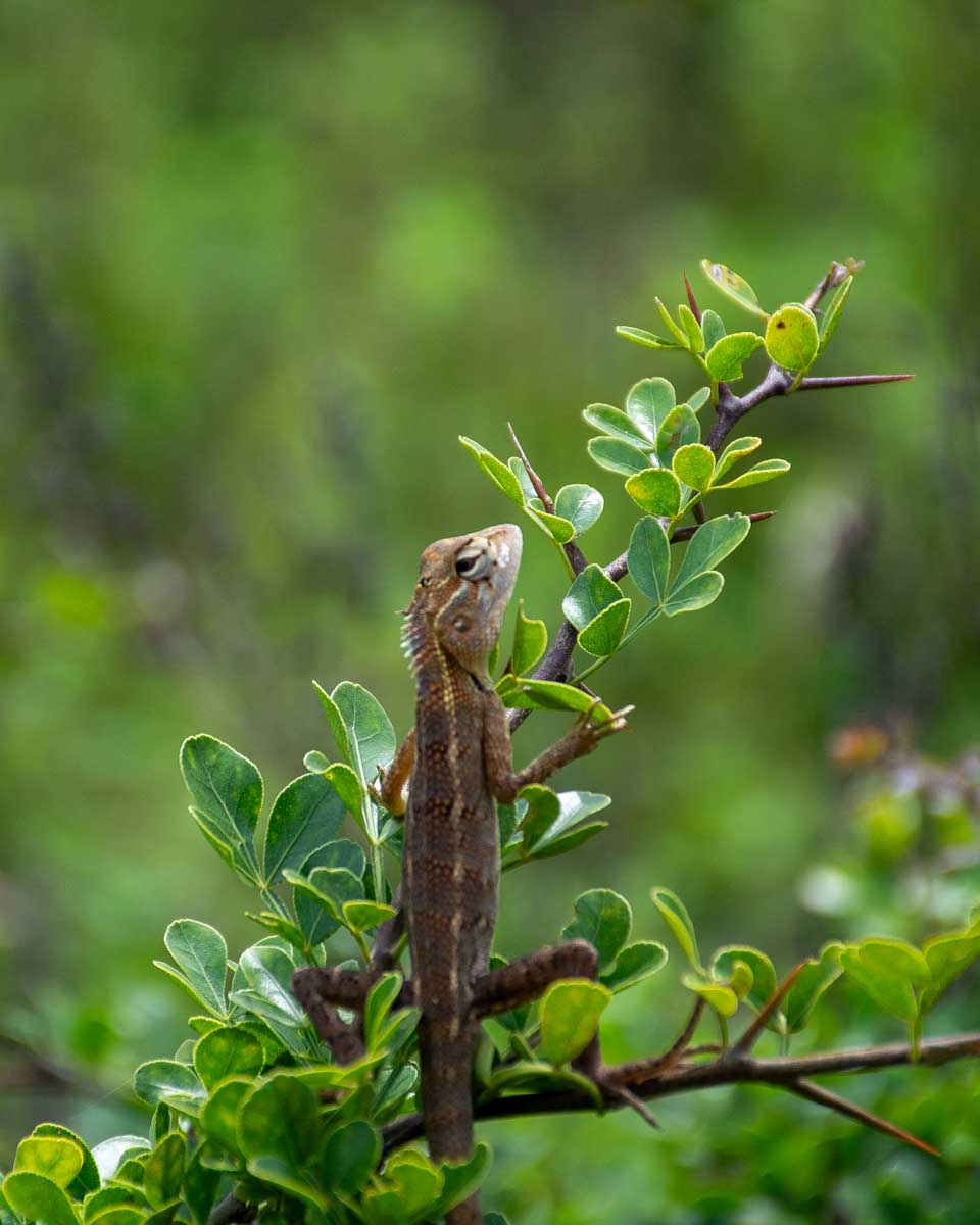 A small lizard in in Udawalawe National Park Sri Lanka