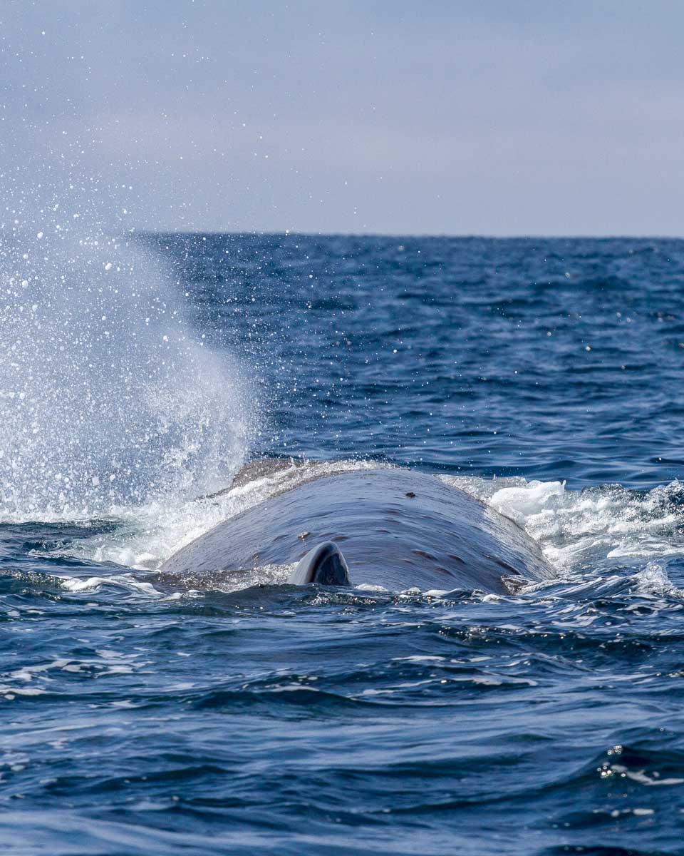 A sperm whale seen on a whale watching tour in Mirrisa Sri Lanka