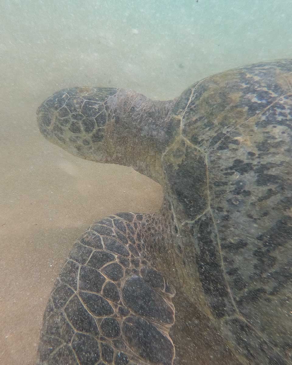 A turtle seen snorkeling in Mirrisa Sri Lanka