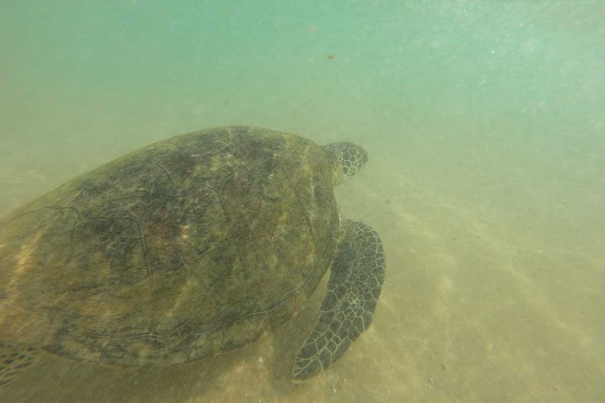 A turtle swims close underwater while snorkeling in Mirrisa Sri Lanka