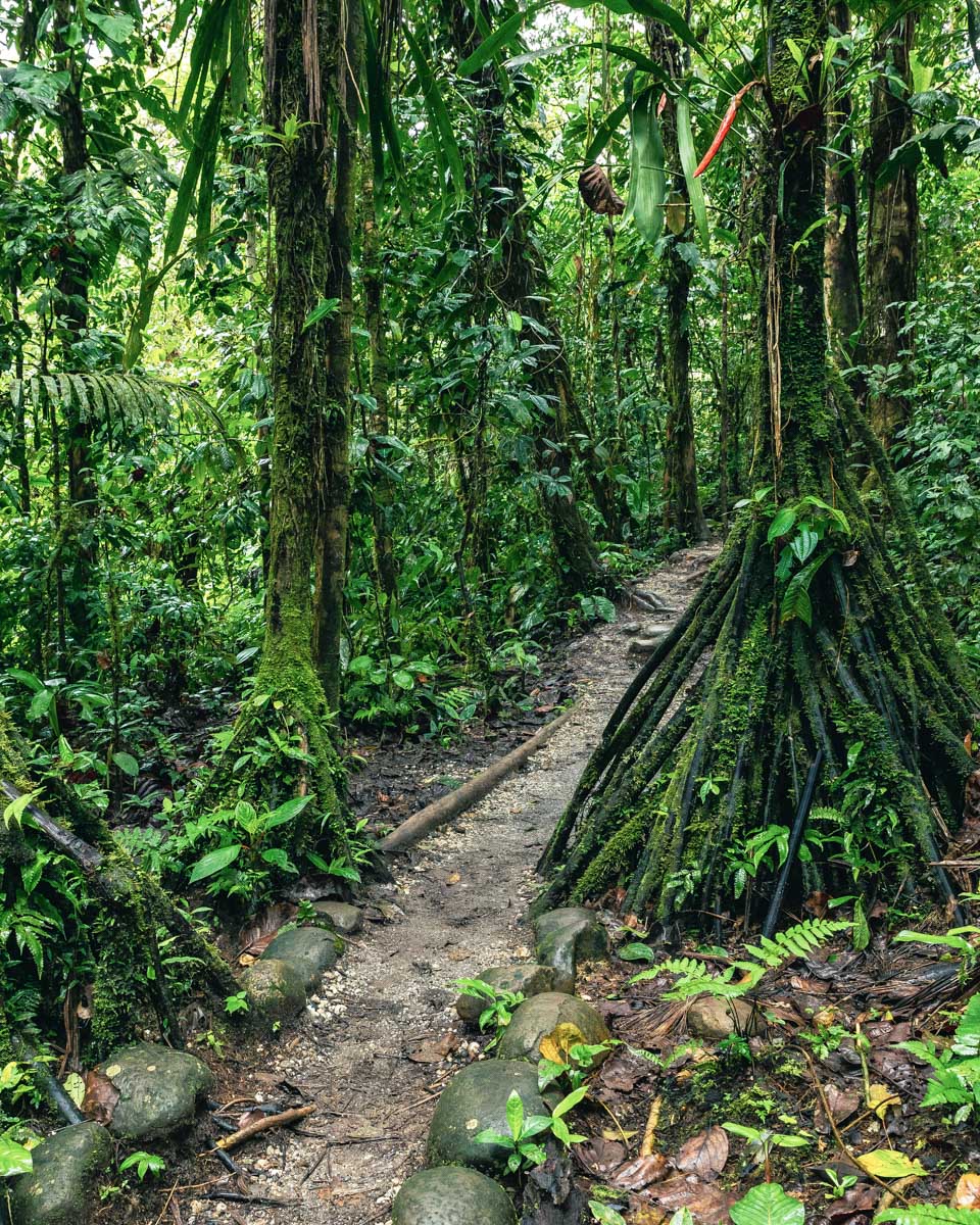 Hiking trail in Puyo Amazon Jungle near Banos Ecuador