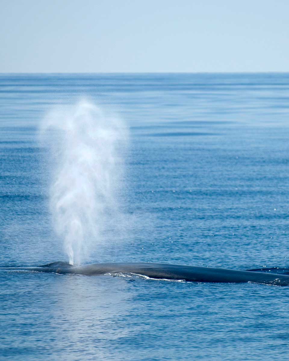 Sperm whale blowing air on a whale watching tour in Mirrisa Sri Lanka