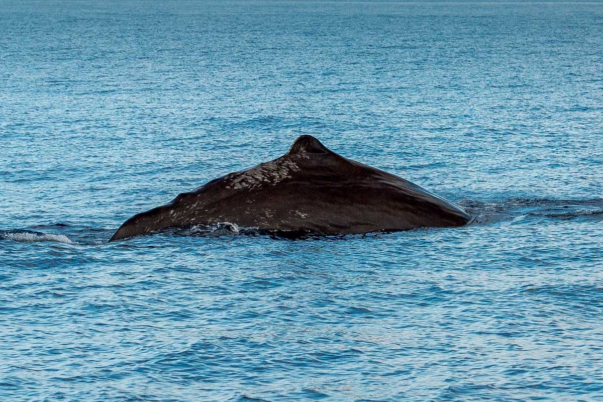 Sperm whale breaching on a whale watching tour in Mirrisa Sri Lanka