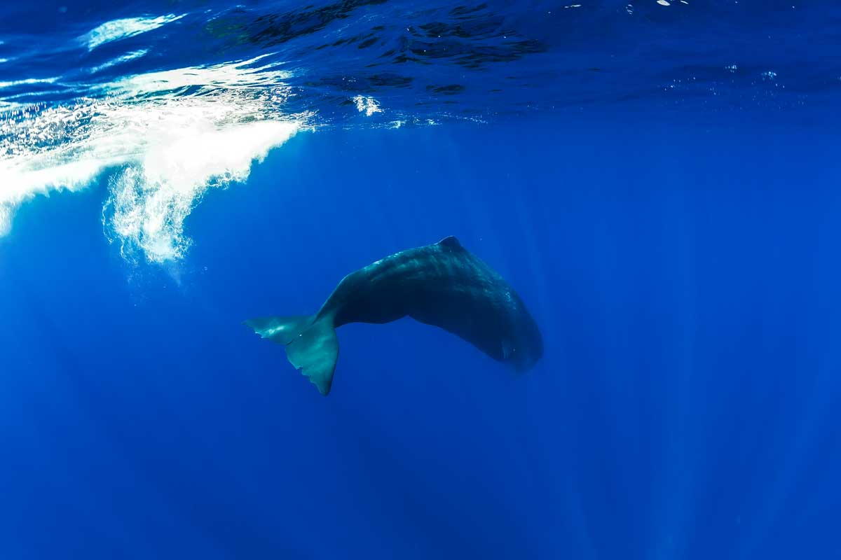 Sperm whale seen diving on a whale watching tour in Mirrisa Sri Lanka