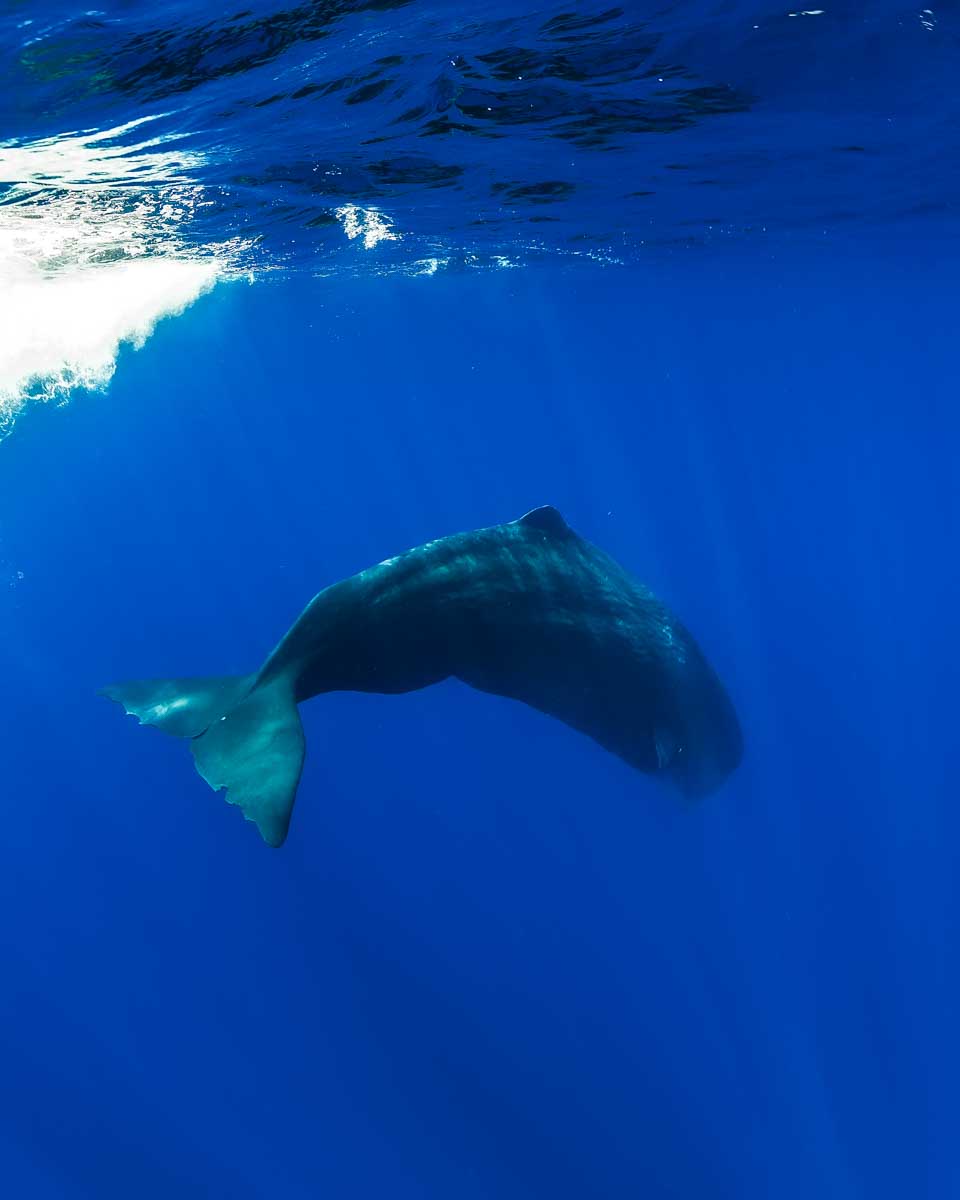 Sperm whale seen when snorkeling in Mirrisa Sri Lanka