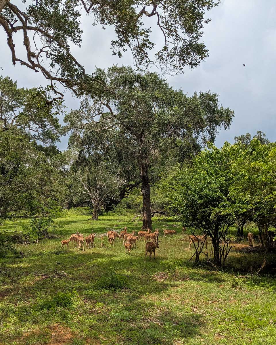 Spotted deer in Yala NAtional Park Sri Lanka