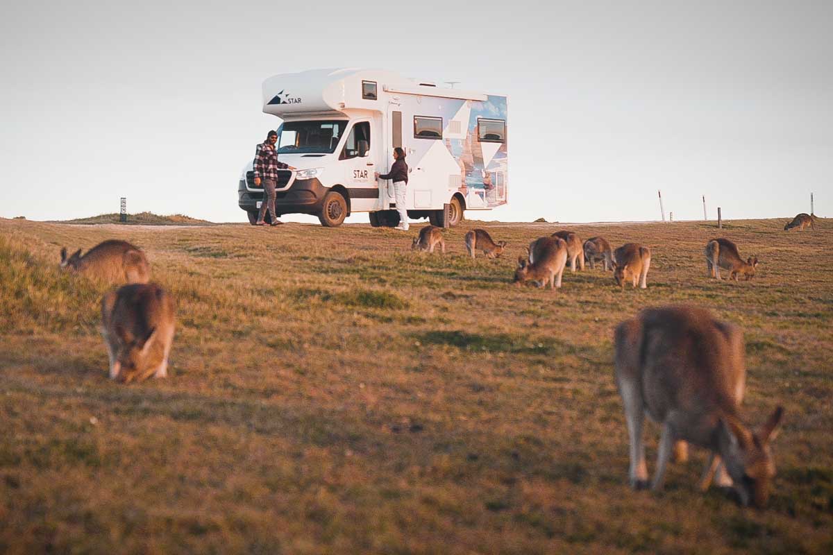 Star-RV-with-animals-nearby in Australia