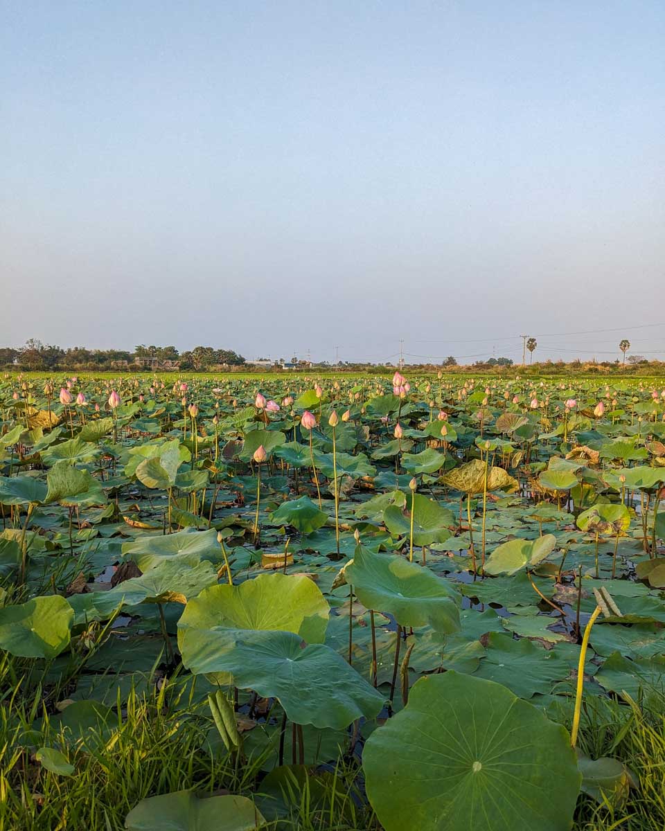 Sunset at a lotus field with flowers on a food tour from Siem Reap Cambodia