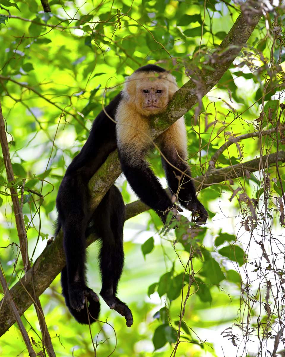 A Capuchin Monkey near the Panama Canal in Panama City Panama