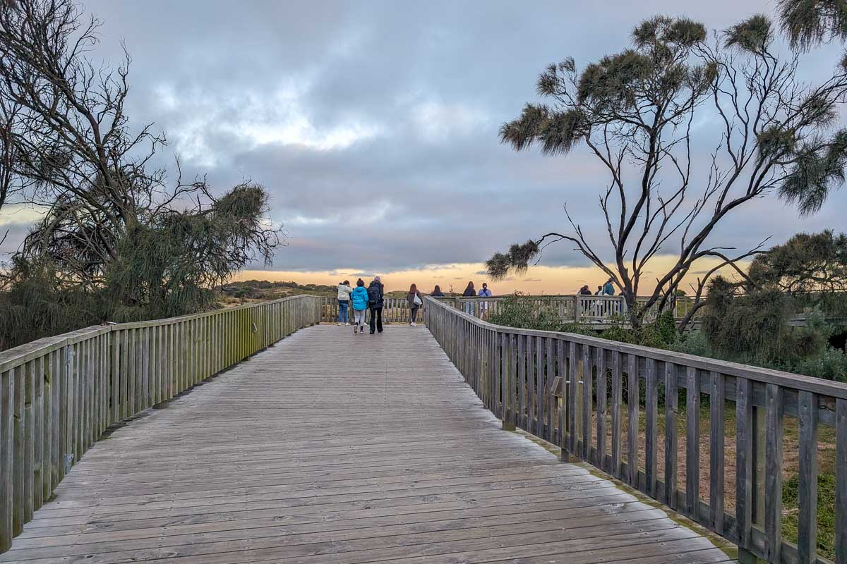 A board walk to the beach to see fairy penguins on Phillip Island Australia
