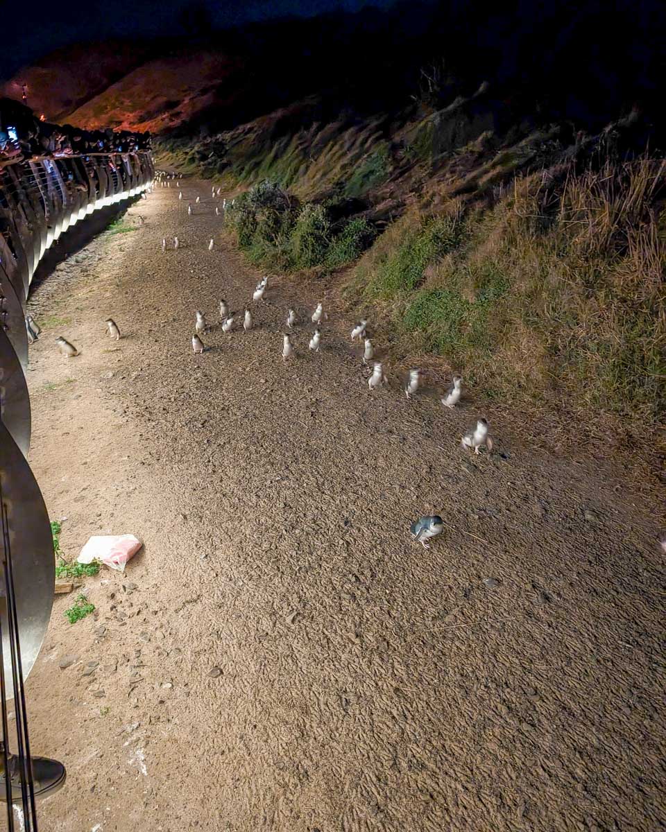 A group of fairy penguins walking on Phillip Island Australia