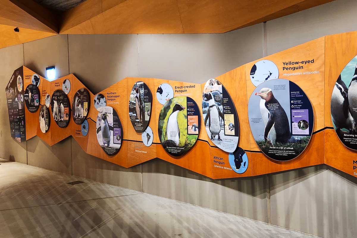 An exhibit about fairy penguins on Phillip Island Australia